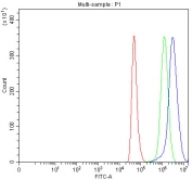 Flow cytometry testing of fixed and permeabilized human HeLa cells with PATZ1 antibody at 1ug/million cells (blocked with goat sera); Red=cells alone, Green=isotype control, Blue= PATZ1 antibody.