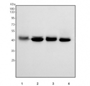 Western blot testing of human 1) HEL, 2) A549, 3) U-251 and 4) HepG2 cell lysate with BPNT2 antibody. Predicted molecular weight ~39 kDa.