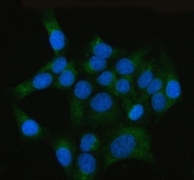 Immunofluorescent staining of FFPE human U-2 OS cells with Ribosome binding protein 1 antibody (green) and DAPI nuclear stain (blue). HIER: steam section in pH6 citrate buffer for 20 min.