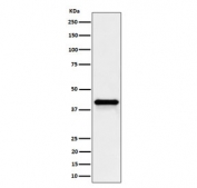 Western blot testing of human HepG2 cell lysate with WNT16 antibody. Predicted molecular weight ~41 kDa.
