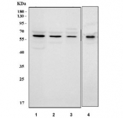 Western blot testing of 1) human HeLa, 2) human K562, 3) human HEL and 4) rat C6 cell lysate with MUTYH antibody. Predicted molecular weight ~60 kDa.