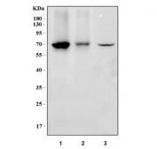 Western blot testing of 1) human Raji, 2) human Ramos and 3) mouse thymus tissue lysate with Aiolos antibody. Predicted molecular weight ~58 kDa, commonly observed at 58-70 kDa (multiple isoforms).
