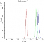 Flow cytometry testing of fixed and permeabilized human ThP-1 cells with Aiolos antibody at 1ug/million cells (blocked with goat sera); Red=cells alone, Green=isotype control, Blue= Aiolos antibody.