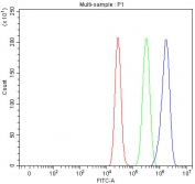 Flow cytometry testing of fixed and permeabilized human MCF7 cells with PCDHA6 antibody at 1ug/million cells (blocked with goat sera); Red=cells alone, Green=isotype control, Blue= PCDHA6 antibody.