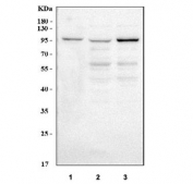 Western blot testing of human 1) Jurkat, 2) HeLa, and 3) 293T cell lysate with MAP4K5 antibody. Predicted molecular weight ~95 kDa.