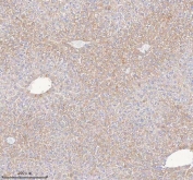 IHC staining of FFPE mouse liver tissue with Hydroxyacid oxidase 1 antibody. HIER: boil tissue sections in pH8 EDTA for 20 min and allow to cool before testing.