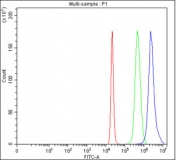 Flow cytometry testing of fixed and permeabilized human 293T cells with PHF11 antibody at 1ug/million cells (blocked with goat sera); Red=cells alone, Green=isotype control, Blue= PHF11 antibody.