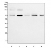 Western blot testing of 1) human HeLa, 2) human U-87 MG, 3) rat brain, 4) mouse brain and 5) mouse lung tissue lysate with NUMBL antibody. Predicted molecular weight ~65 kDa, commonly observed at 65-70 kDa.