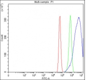 Flow cytometry testing of fixed and permeabilized human U-87 MG cells with NUMBL antibody at 1ug/million cells (blocked with goat sera); Red=cells alone, Green=isotype control, Blue= NUMBL antibody.
