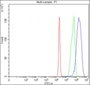 Flow cytometry testing of fixed and permeabilized human 293T cells with PCDHGC4 antibody at 1ug/million cells (blocked with goat sera); Red=cells alone, Green=isotype control, Blue= PCDHGC4 antibody.