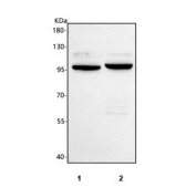 Western blot testing of 1) human U251 and 2) rat C6 cell lysate with PCDHGC4 antibody. Predicted molecular weight ~101 kDa.