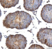 IHC staining of FFPE mouse testis tissue with EIF3B antibody. HIER: boil tissue sections in pH8 EDTA for 20 min and allow to cool before testing.