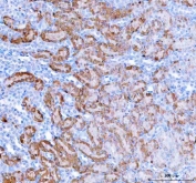 IHC staining of FFPE rat kidney tissue with HAGH antibody. HIER: boil tissue sections in pH8 EDTA for 20 min and allow to cool before testing.