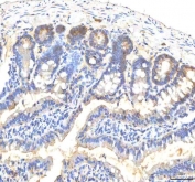 IHC staining of FFPE rat colon tissue with ITPA antibody. HIER: boil tissue sections in pH8 EDTA for 20 min and allow to cool before testing.