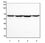 Western blot testing of human 1) HEK293, 2) HEL, 3) Caco-2 and 4) SH-SY5Y cell lysate with HEPACAM2 antibody. Predicted molecular weight ~51 kDa but may be observed a higher molecular weights due to glycosylation.