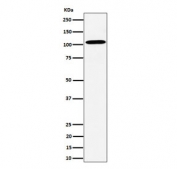 Western blot testing of human HepG2 cell lysate with USO1 antibody. Predicted molecular weight: ~108 kDa, routinely observed at 108~115 kDa.