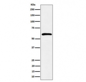 Western blot testing of human K562 cell lysate with SDC3 antibody. Predicted molecular weight ~46 kDa but may be observed at higher molecular weights due to glycosylation.