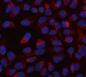Immunofluorescent staining of FFPE human U-2 OS cells with OMI antibody (red) and DAPI nuclear stain (blue). HIER: steam section in pH6 citrate buffer for 20 min.