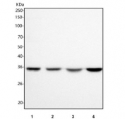 Western blot testing of human 1) 293T, 2) HT-1080, 3) HeLa and 4) HEL cell lysate with OMI antibody. Predicted molecular weight: 38-49 kDa.