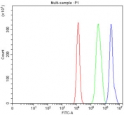 Flow cytometry testing of fixed and permeabilized human HEL cells with OMI antibody at 1ug/million cells (blocked with goat sera); Red=cells alone, Green=isotype control, Blue= OMI antibody.