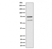 Western blot testing of human Raji cell lysate with WDR1 antibody. Predicted molecular weight: ~66 kDa and ~51 kDa (two isoforms).