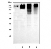 Western blot testing of human 1) HeLa, 2) HepG2, 3) K562 and 4) MCF7 cell lysate with ARID domain-containing protein 1A antibody. Predicted molecular weight ~242 kDa, commonly observed at 242-270 kDa.