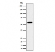 Western blot testing of human A431 cell lysate with SF3A3 antibody. Predicted molecular weight ~59 kDa.
