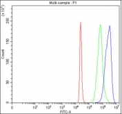 Flow cytometry testing of fixed and permeabilized human 293T cells with HAOX2 antibody at 1ug/million cells (blocked with goat sera); Red=cells alone, Green=isotype control, Blue= HAOX2 antibody.