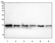 Western blot testing of 1) human HepG2, 2) human HeLa, 3) rat liver, 4) rat brain, 5) mouse liver and 6) mouse brain tissue lysate with PIN4 antibody. Predicted molecular weight ~14 kDa.