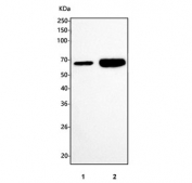 Western blot testing of 1) rat small intestine and 2) rat lung tissue lysate with Klf4 antibody. Predicted molecular weight: 50-60 kDa + possible ~75 kDa (phosphorylated form).