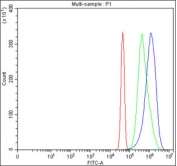 Flow cytometry testing of fixed and permeabilized human JK cells with PGLS antibody at 1ug/million cells (blocked with goat sera); Red=cells alone, Green=isotype control, Blue= PGLS antibody.