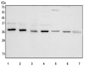 Western blot testing of 1) human Jurkat, 2) human Ramos, 3) human CCRF-CEM, 4) human U-251, 5) rat liver, 6) rat heart and 7) mouse liver tissue lysate with PGLS antibody. Predicted molecular weight ~28 kDa.