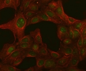 Immunofluorescent staining of FFPE human U-2 OS cells with PGLS antibody (green) and Beta Actin mAb (red). HIER: steam section in pH6 citrate buffer for 20 min.