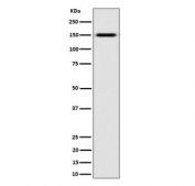 Western blot testing of human K562 cell lysate with NKCC2 antibody. Expected molecular weight: 121-160 kDa depending on glycosylation level. It can also be observed as an ~300 kDa complex with NKCC1.