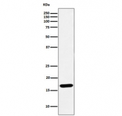 Western blot testing of human Raji cell lysate with UBE2D1 antibody. Predicted molecular weight ~17 kDa.