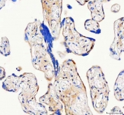 IHC staining of FFPE human placental tissue with ISYNA1 antibody. HIER: boil tissue sections in pH8 EDTA for 20 min and allow to cool before testing.
