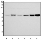 Western blot testing of 1) human HepG2, 2) human K562, 3) human 293T, 4) human HEL, 5) rat testis and 6) mouse testis tissue lysate with ISYNA1 antibody. Predicted molecular weight ~61 kDa.