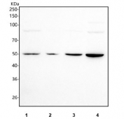 Western blot testing of human 1) HeLa, 2) SiHa, 3) A549 and 4) PC-3 cell lysate with MFSD12 antibody. Predicted molecular weight ~52 kDa.