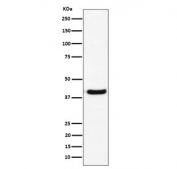Western blot testing of human U-87 MG cell lysate with GNAI2 antibody. Predicted molecular weight ~40 kDa.