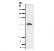 Western blot testing of human HeLa cell lysate with CEP43 antibody. Predicted molecular weight ~43 kDa.
