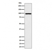 Western blot testing of human HepG2 cell lysate with AKAP8 antibody. Predicted molecular weight ~76 kDa but routinely observed at ~95 kDa.