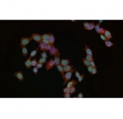 Immunofluorescent staining of FFPE human HeLa cells with Phospho-MDM2 antibody (green), phalloidin (red) and DAPI nuclear stain (blue). HIER: steam section in pH6 citrate buffer for 20 min.