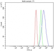 Flow cytometry testing of fixed human U-251 cells with ST15 antibody at 1ug/million cells (blocked with goat sera); Red=cells alone, Green=isotype control, Blue= ST15 antibody.
