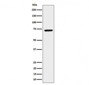 Western blot testing of human HeLa cell lysate with CTPS1 antibody. Predicted molecular weight ~67 kDa.