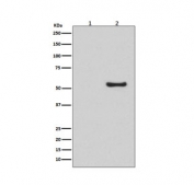 Western blot testing of lysates from human HeLa cells, untreated (1) or BMP-4 treated (2), with Phospho-Smad1/5/9 antibody.