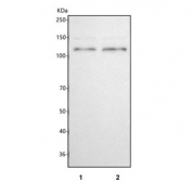Western blot testing of human 1) RT4 and 2) MCF7 cell lysate with Protocadherin alpha 12 antibody. Predicted molecular weight ~101 kDa.