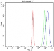 Flow cytometry testing of fixed human U-2 OS cells with Protocadherin alpha 12 antibody at 1ug/million cells (blocked with goat sera); Red=cells alone, Green=isotype control, Blue= Protocadherin alpha 12 antibody.