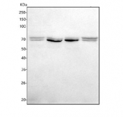 Western blot testing of human 1) 293T, 2) HEL, 3) Jurkat, 4) and HepG2 cell lysate with ITPRIPL1 antibody. Predicted molecular weight: 62-64 kDa (multiple isoforms).
