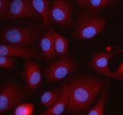 Immunofluorescent staining of FFPE human A549 cells with ITPRIPL1 antibody (red) and DAPI nuclear stain (blue). HIER: steam section in pH6 citrate buffer for 20 min.