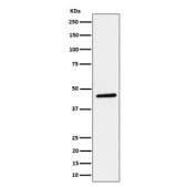 Western blot testing of human HeLa cell lysate with PLEKHA1 antibody. Predicted molecular weight ~46 kDa.